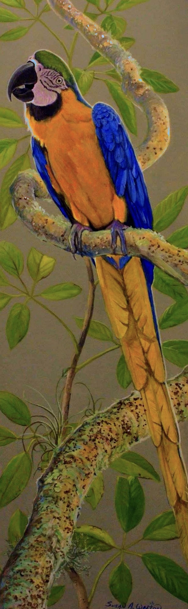 Mr. Twister ~ Blue and Gold Macaw