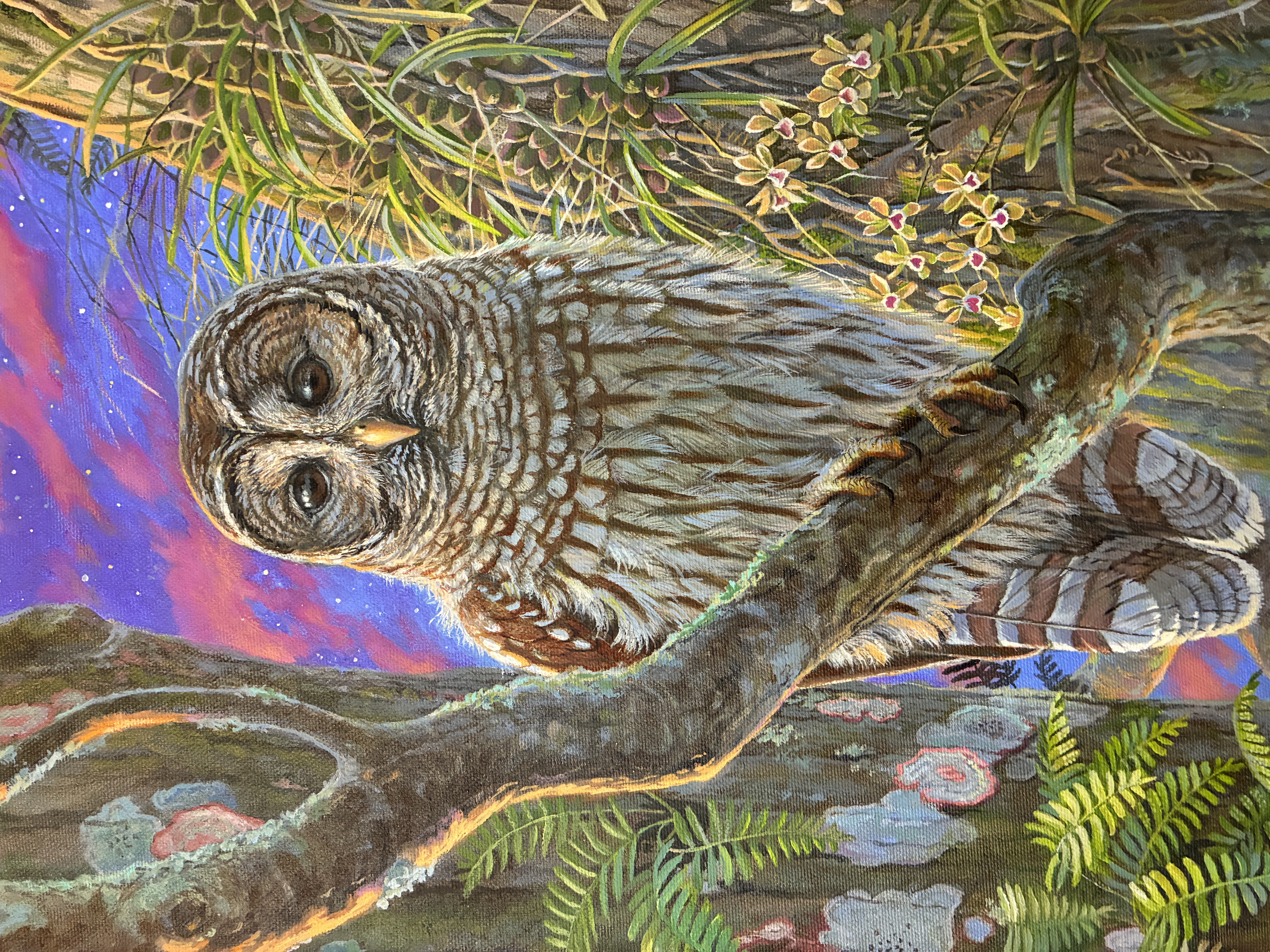 Judgement Seat ~ Barred Owl