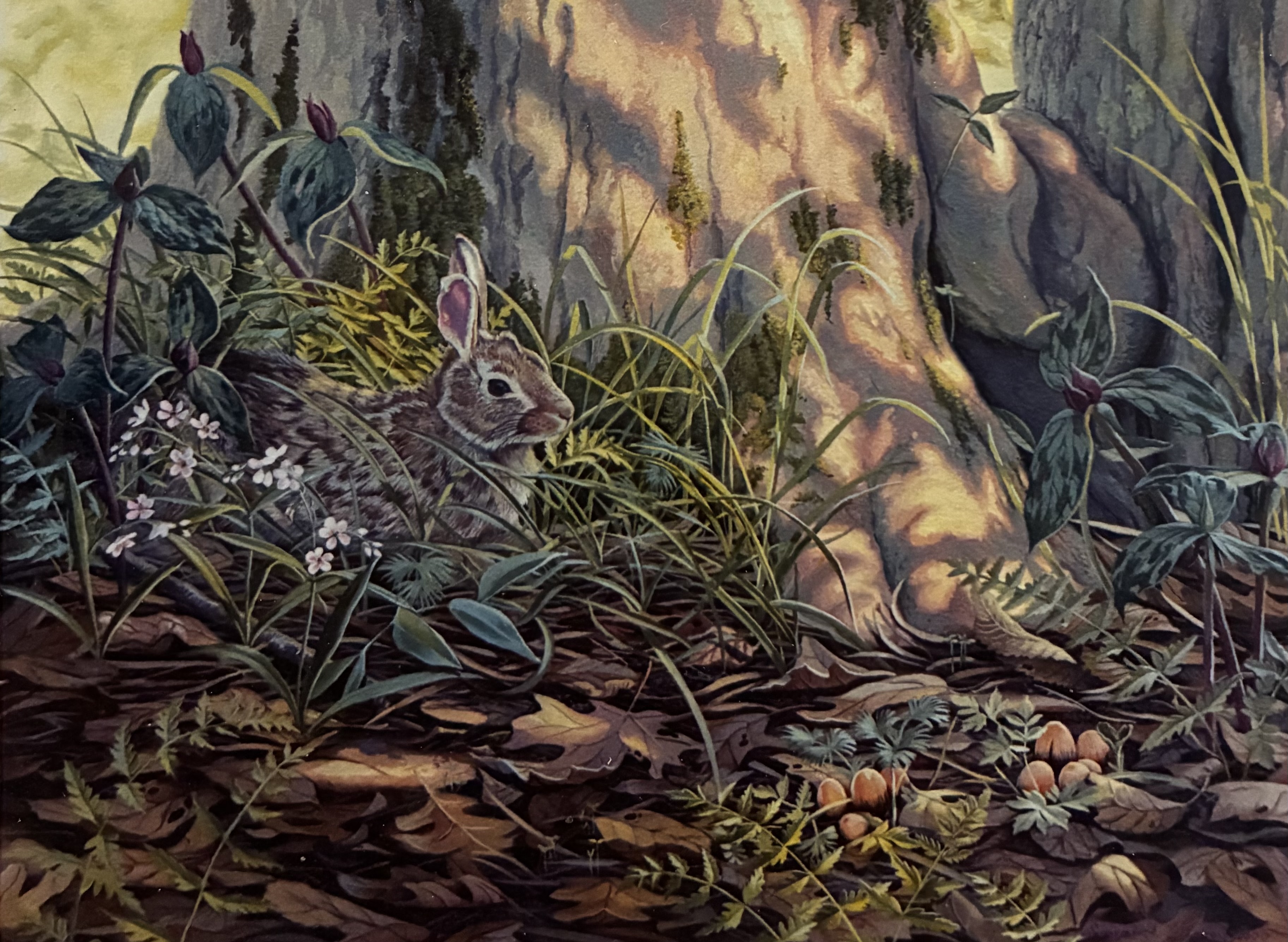 Spring ~ Cottontail, Spring Beauties & Wake Robins