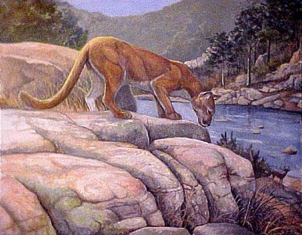 The Shut-Ins ~ Cougar