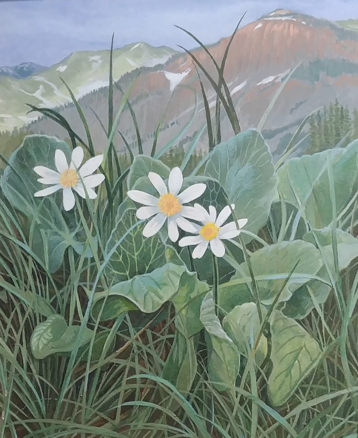 Elk’s Lips ~ Rocky Mountain Meadow