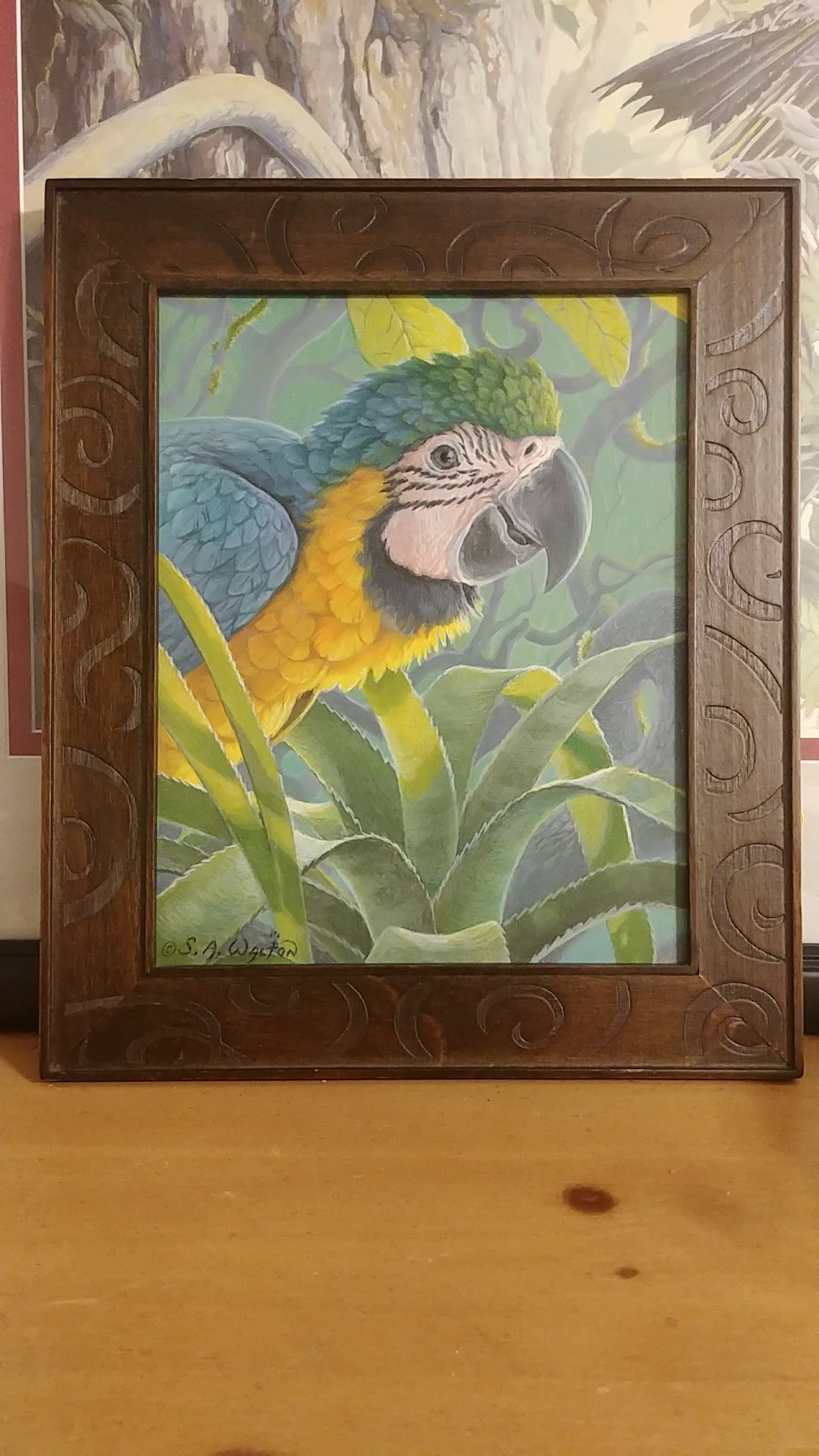 Baby Blue ~ Blue & Gold Macaw