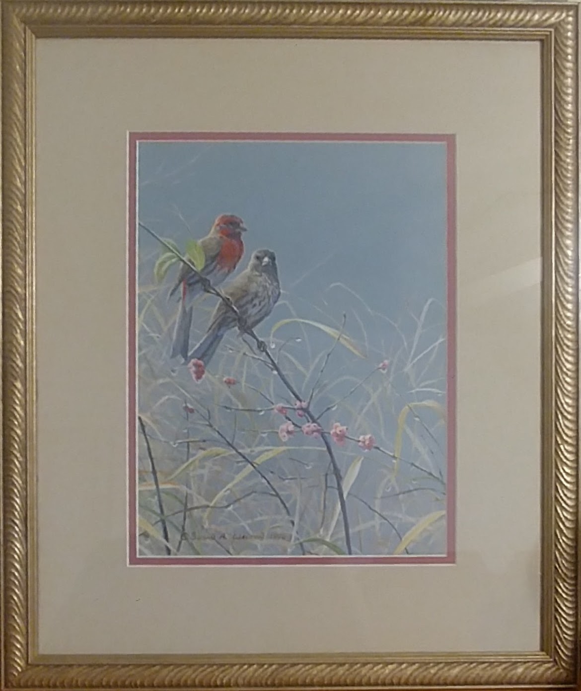 Reprieve ~ House Finches & Buck Brush
